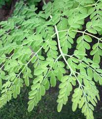 Moringa Lemonade Refreshing Drumstick Leaves Lemonade Recipe Moringa Moringa Leaf Powder How To Make Drinks