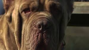 See reviews, photos, directions, phone numbers and more for veterinary dog ear cropping locations in dallas, tx. Dog Ear Cropping It S Affected Him In So Many Ways Bbc News