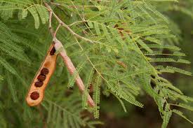 Image result for acacia