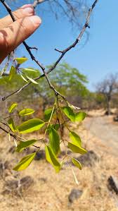 Image result for Pterocarpus lucens