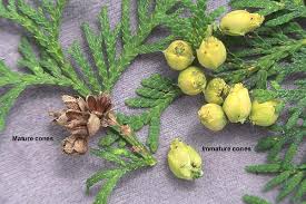 Image result for Hetaeria occidentalis