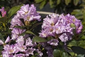 Rhododendron Hybride Inkarho Dufthecke Lila Lila Pflanzen Zimmerpflanzen