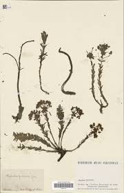 Image result for Pellaea doniana