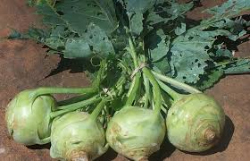 Kohlrabi purple root vegetable white inside. Kohlrabi Who Nutty Kitchen