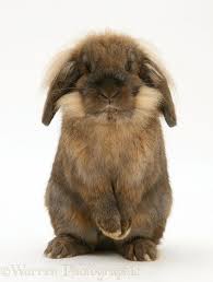 Lionhead Rabbit Standing Up Photo Lionhead Rabbit Rabbit Rabbit Art