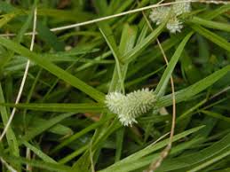 Image result for Kyllinga odorata