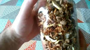 Mushrooms have a permanent place on my shopping list. Storing And Using Dried Mushrooms Youtube
