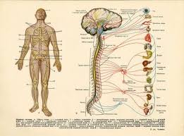 Diagram of the human nervous system (infographic). Welcome To Ms Stephens Anatomy And Physiology And Environmental Science Class Website Anatomy And Physiology