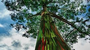 Maybe you would like to learn more about one of these? Rainbow Trees Growing Youtube