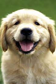 Golden Retriever Puppy Iphone Wallpaper Idesign Iphone Cute Puppy Breeds Golden Retriever Puppies