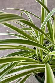 Image result for Chlorophytum africanum
