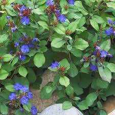 When planning your perennial garden, keep in mind the fact that some of these plants could be around for many years to come. Top 20 Perennials For Every Garden Delhi