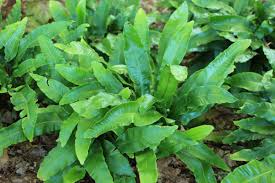 Image result for Asplenium