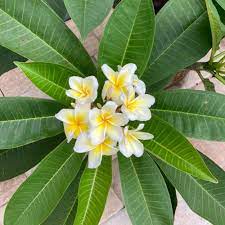 The information we've provided here summarizes some of the material you'll receive. Red Frangipani Plant Care Water Sunlight And Nutrients