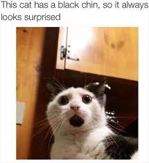 Funny Animals Of The Day 24 Photos Morably Funny Cat Memes Funny Animal Memes Cat Memes