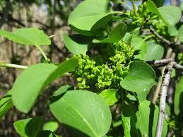 Image result for Rhamnus staddo