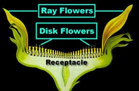 Detailed Labeled Diagram Of Sunflower Growing Sunflowers Sunflower Educational Garden