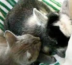 How to bathe a newborn. Kitty Gives Baby Goat A Bath Love Meow