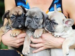 I have a litter of 10 stunning french bulldog puppies for sale available pups left: Coronavirus Inflates Pedigree Puppy Prices By Thousands Daily Telegraph