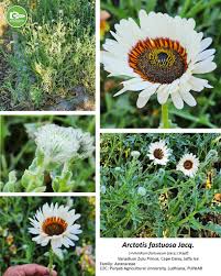 Image result for Anisopappus kirkii