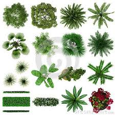 Tropical Plants Collection Top View Trees Top View Tree Photoshop Tree Plan