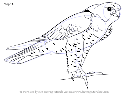 Learn How To Draw A Peregrine Falcon Bird Of Prey Step By Step Drawing Tutorials Falcon Drawing Peregrine Falcon Bird Drawings