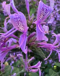 Image result for Hypoestes aristata