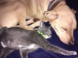 He does well with children and dogs, but it. Virginia Beach Animal Care And Adoption Center 19 Photos 20 Reviews Animal Shelters 341 South Birdneck Rd Virginia Beach Va Phone Number Yelp