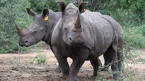 Check out amazing rhinozeros artwork on deviantart. Umstrittene Rhinozeros Horn Auktion Emport Tierschutzer