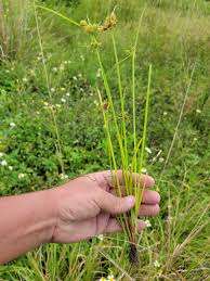 Image result for Cyperus difformis