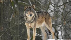 The packs have 6~10 animals. Wolf Reportedly Bites Man In German Cemetery News Dw 28 11 2018