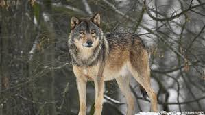 With this delivery model, we pair a team of our security operations experts directly with your it or security staff. Wolf Reportedly Bites Man In German Cemetery News Dw 28 11 2018