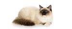 Ragdoll Cat Rescue: Find a Ragdoll Cat Rescue To Adopt A ...
