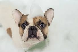 Well, how often you should bathe your corgi mostly depends on some external factors. Bathing Your Puppy Step By Step Guide To Helping Pups Tolerate Baths