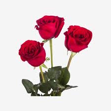 Rose Png Free Rose Three Roses Three Red Roses Png Transparent Clipart Image And Psd File For Free Download In 2020 Purple Flower Background Rose Flower Png Rose Clipart