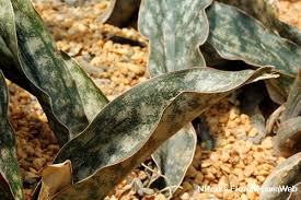 Image result for Pyrenacantha kirkii