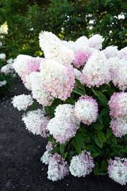 Native to the united states, hydrangea quercifolia (oakleaf hydrangea) is a very handsome and versatile deciduous shrub which provides a spectacular show all year round. Hydrangea Paniculata Living Raspberry Pink Hydrangea Paniculata Hydrangea White Flowers