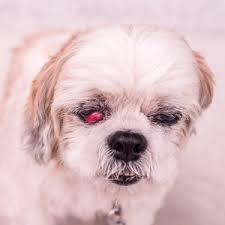If you think your cat is. Corneal Ulcer In Dogs Cats Eye Ulcers Treatment