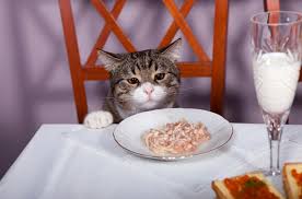 If you love having something whipped and creamy with a warm cobbler or fruit pie but are avoiding dairy, i have a sweet little trick for you. 5 Foods You Should Never Feed Your Cat Petguide