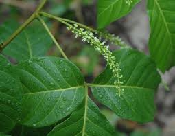 Image result for Allophylus