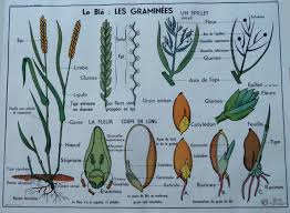 Le Ble Les Gramines Affiche Scolaire Affiches Scolaires Les Affiches Francaises D Epoque Affiche Botanique