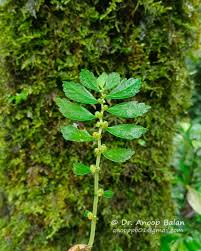 Image result for Elatostema welwitschii