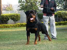 Big German Rottweiler Petsidi