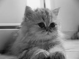 With trusted and secure payment options shopping with dogspot.in's online pet supply store, is as much fun as our furry friends. Here Is Why Persian Cats Are So Expensive Purr Craze