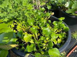 Image result for Pontederia crassipes