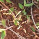 Image result for Urochloa semiundulata