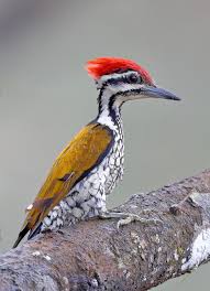 Bird With Red V On Back Of Head Pin On Beautiful Birds
