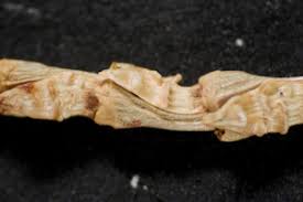 Image result for Coelorachis