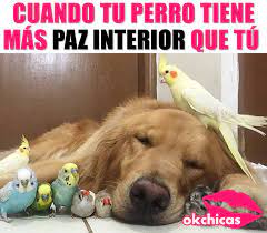 Quisiera Esa Misma Paciencia Cuando Me Toca Cuidar Ninos Funny Memes Animal Memes Funny