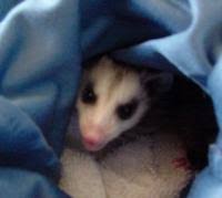 Yes, most babies are bathed daily, preferably before feeding them, or at least two hours after feeding. Rainbow Wildlife Rescue And Wildlife Rehabilitation In Texas Found Baby Opossums